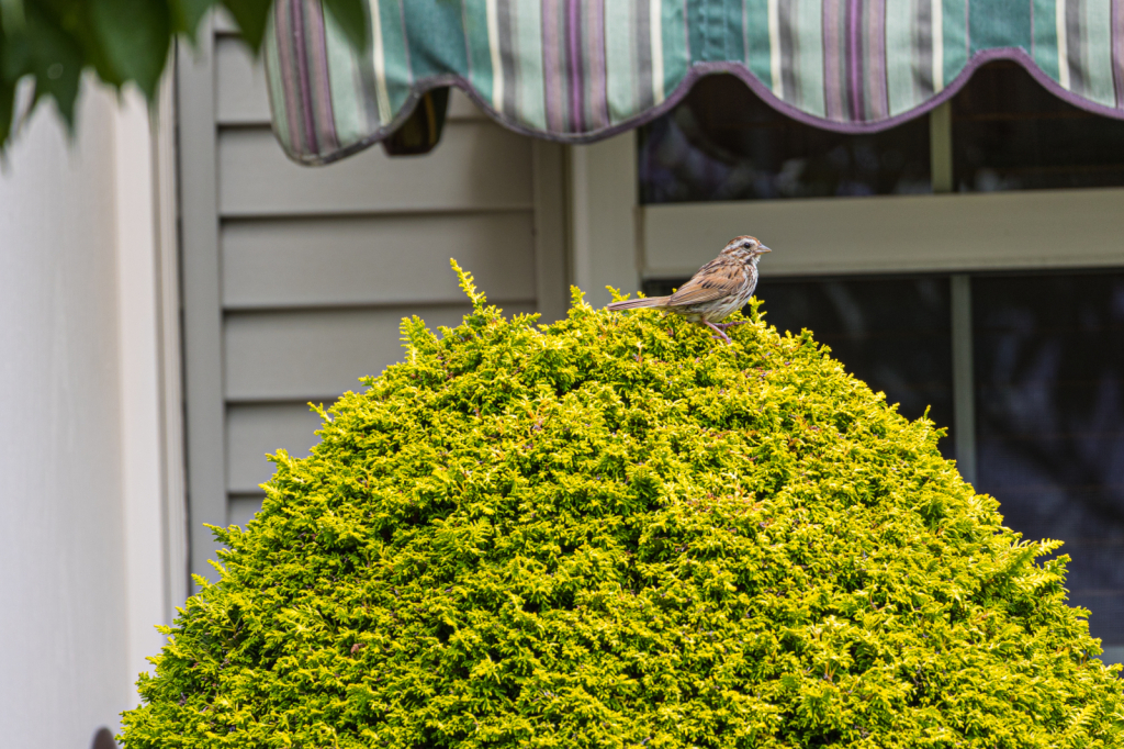 Peeping Tom