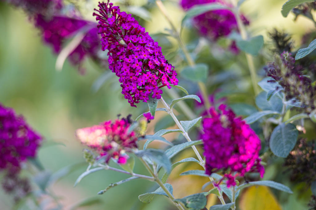 My Butterfly Bush!