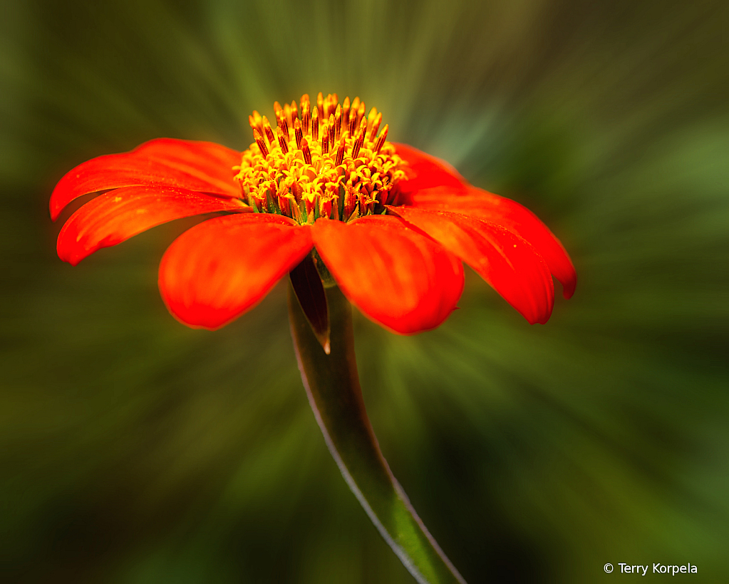 State Botanical Garden of Georgia