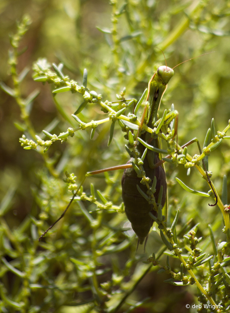 Praying Mantis