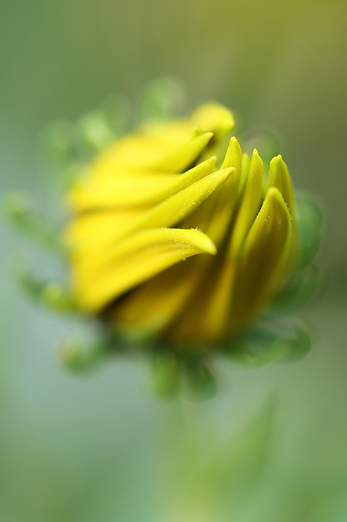 Ready to Open