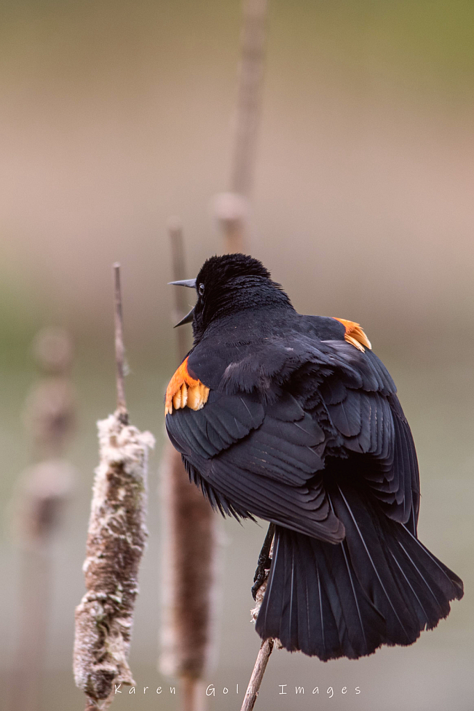 All ruffled up.