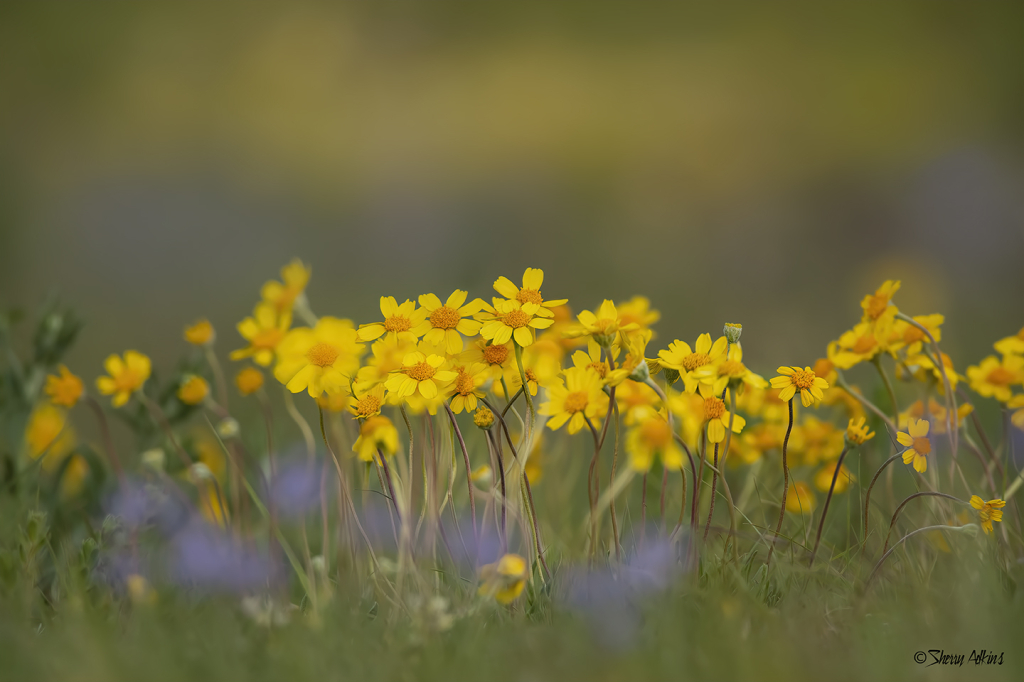 Yellow flowers in field