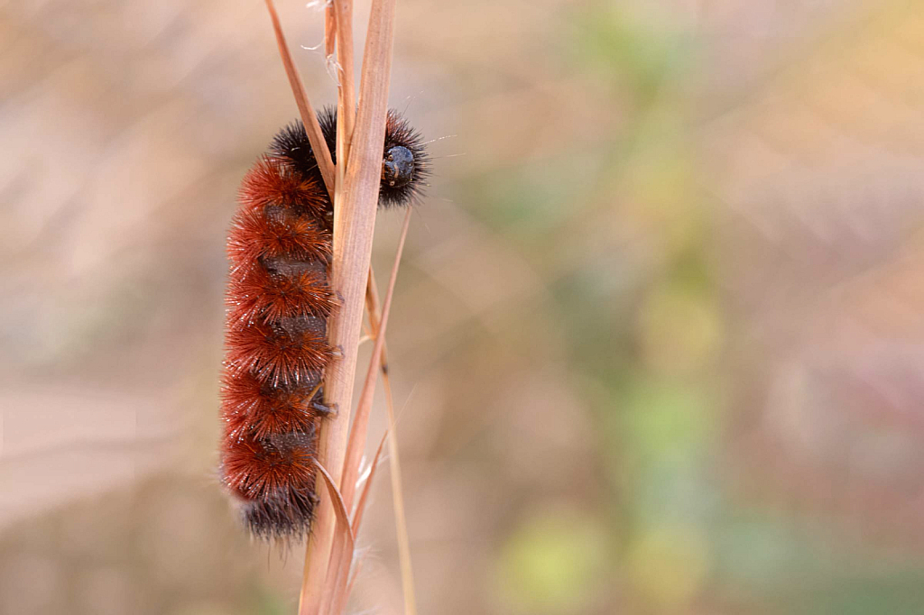 Wooly Bear Caterpillar - Look at that Face!