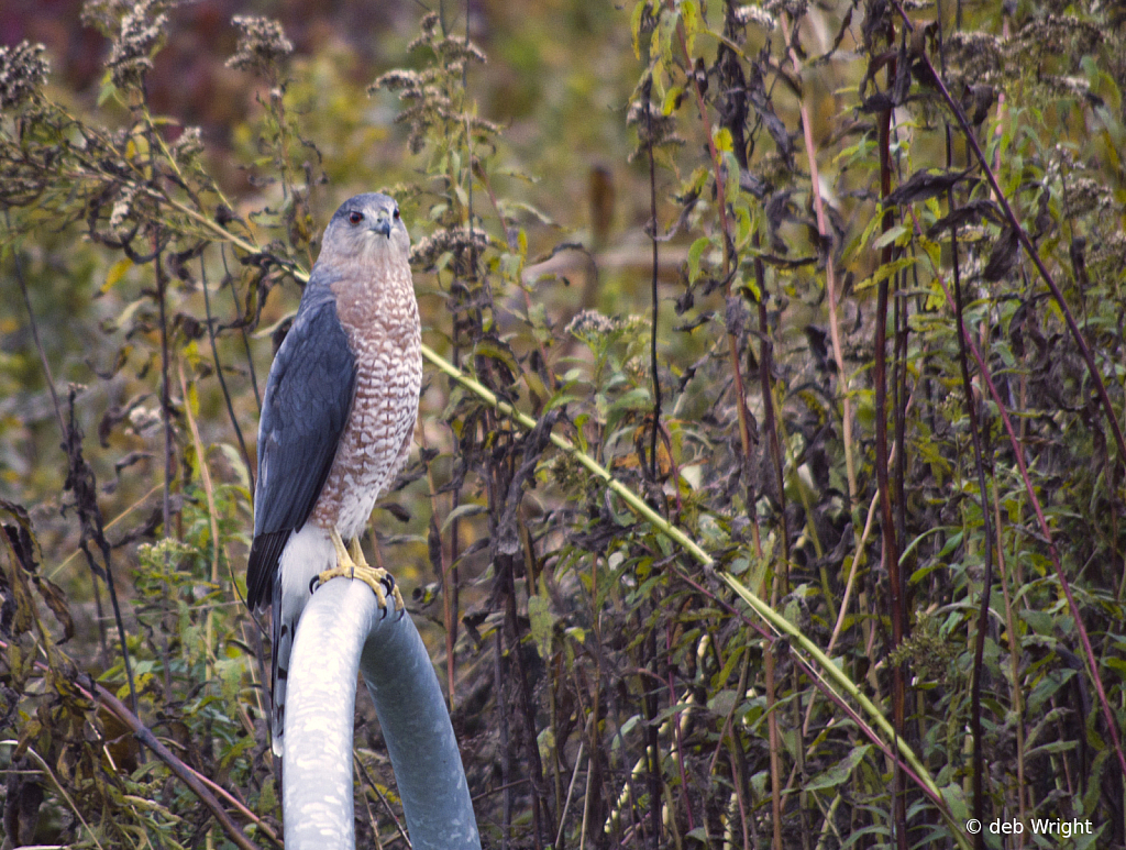 Cooper's Hawk