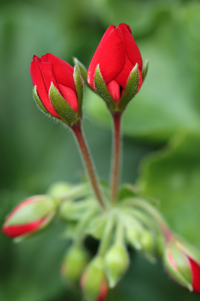 Red Geraniums 4