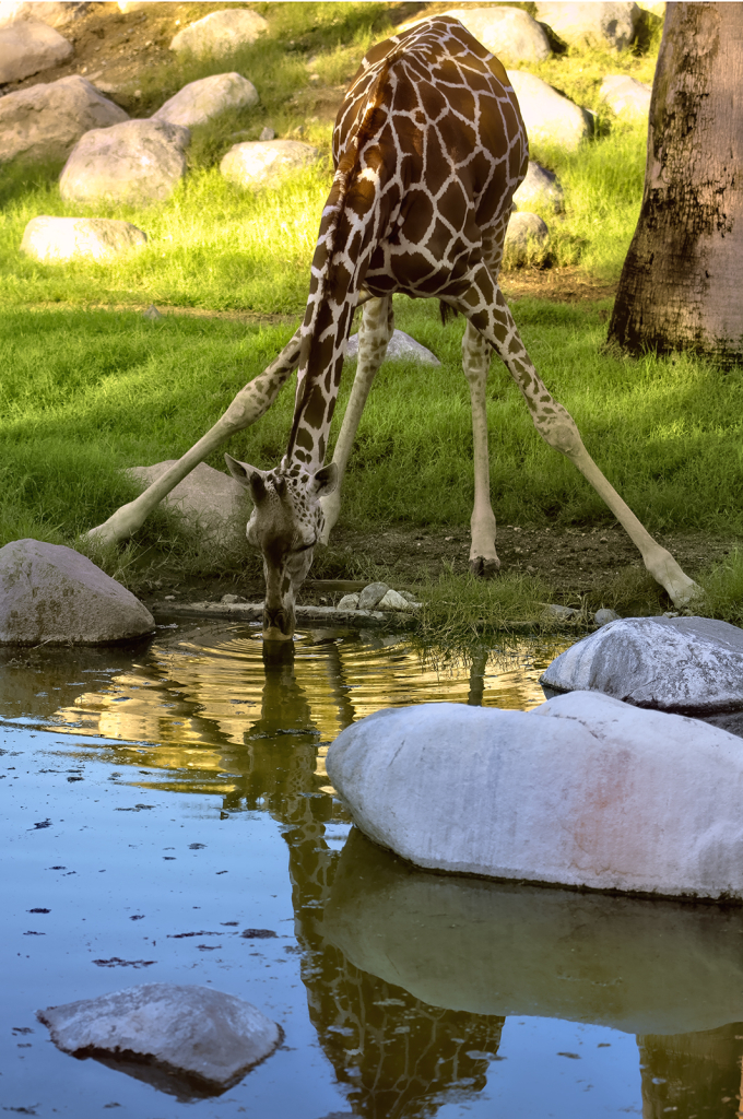 Giraffe Drinking Pose