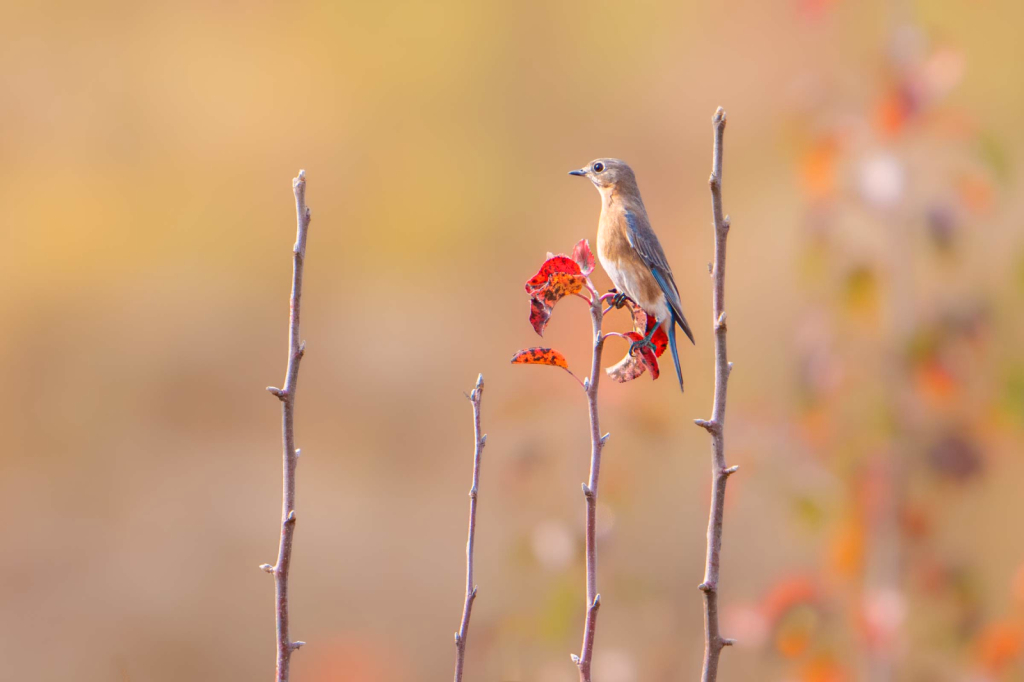 Bluebird in the Field