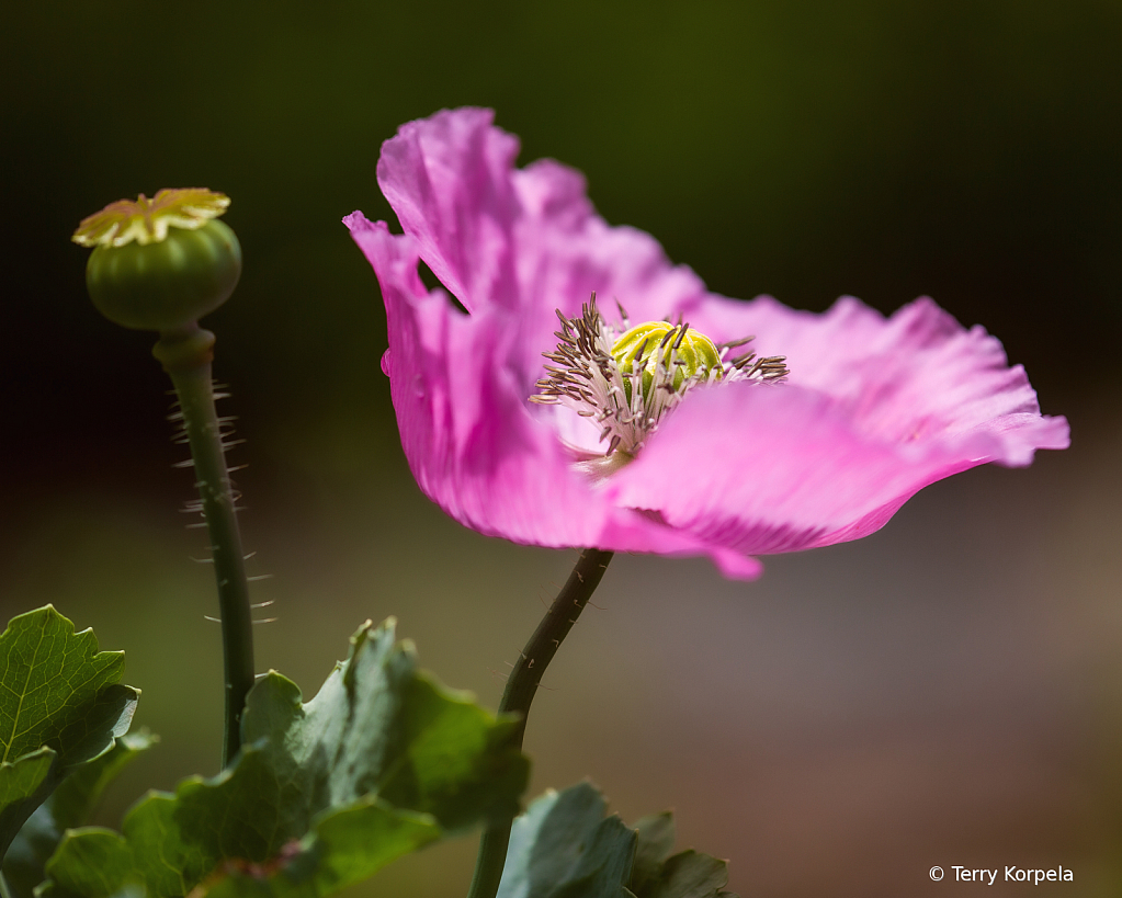 Berkeley Botanical Garden 