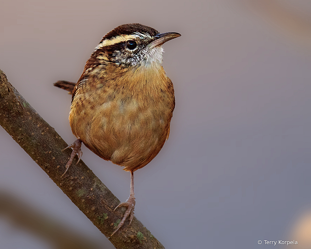 Carolina Wren