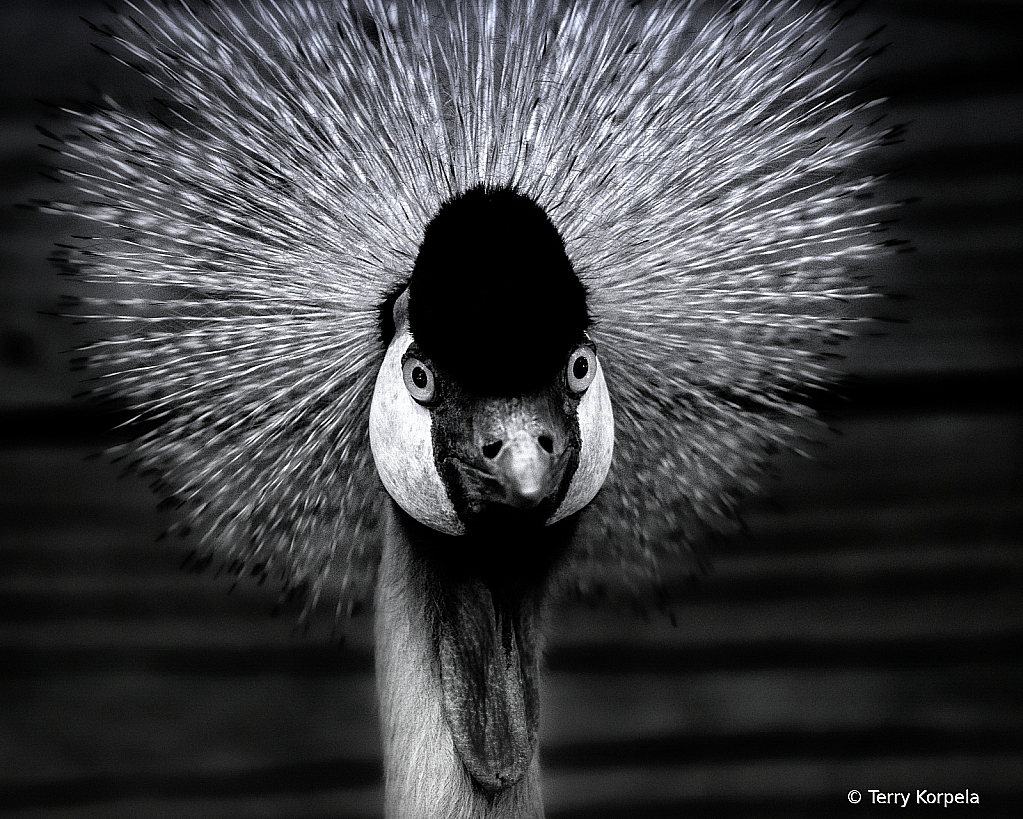 East-African Grey-crowned Crane b/w