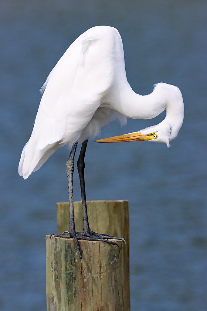 Preening Egret