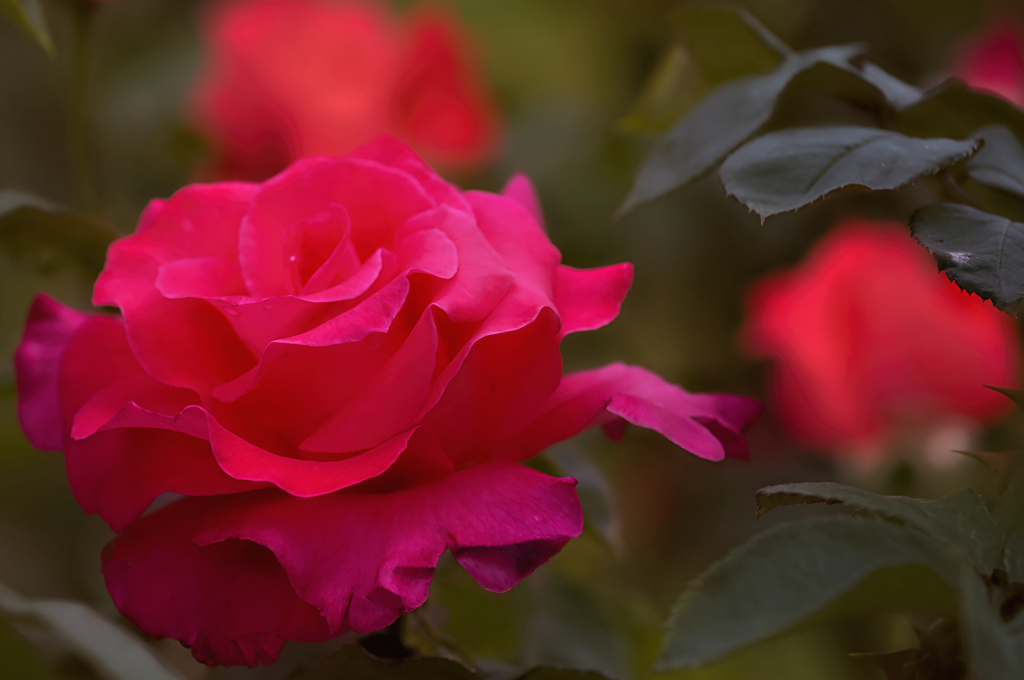 Rose Garden Beauty