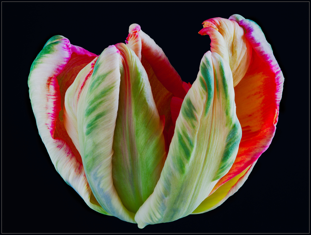 Tulip110615_afphoto