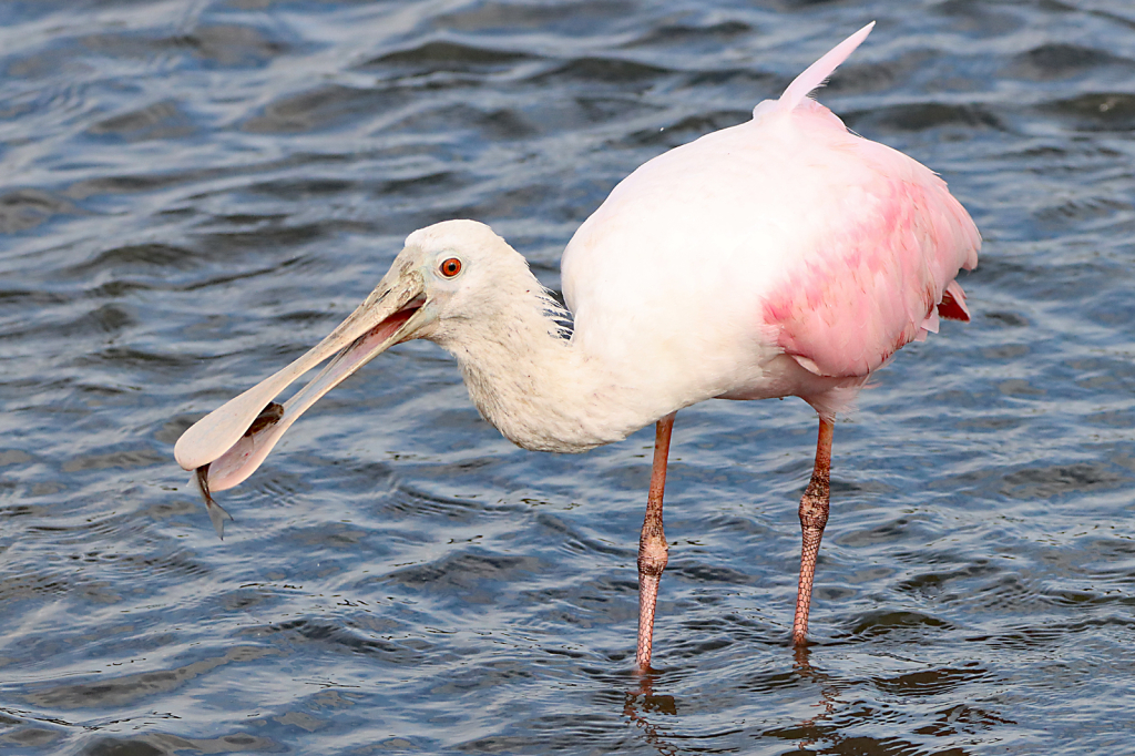 Spoonbill with a Catch