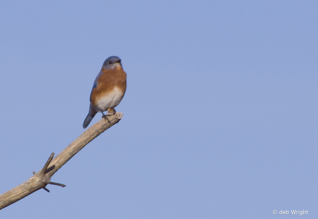 Portrait of a Bluebird