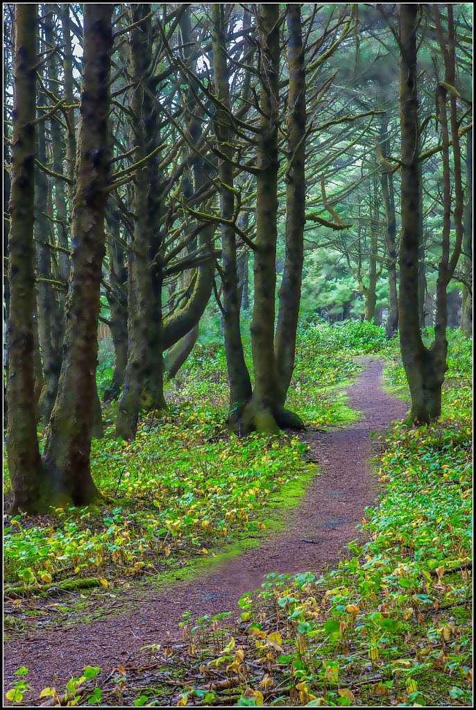 Path thru the Woods, DS34694a
