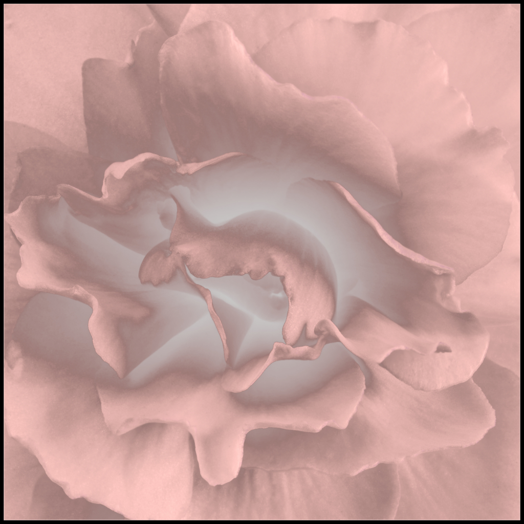Flower, 2011.07.01.02