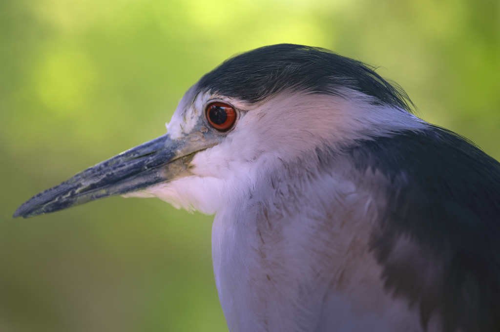 Black Crowned Night Heron Profile