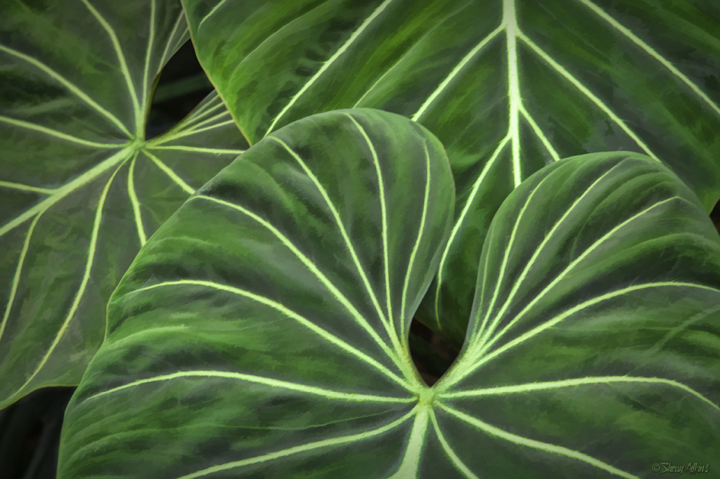 Philodendron