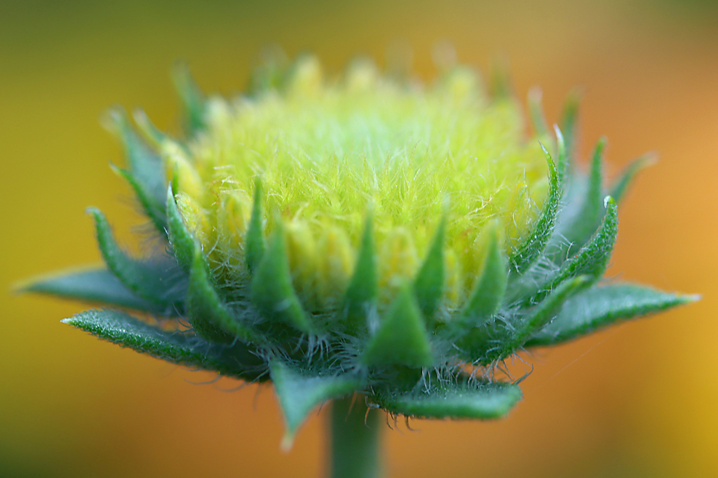 Blanket Flower