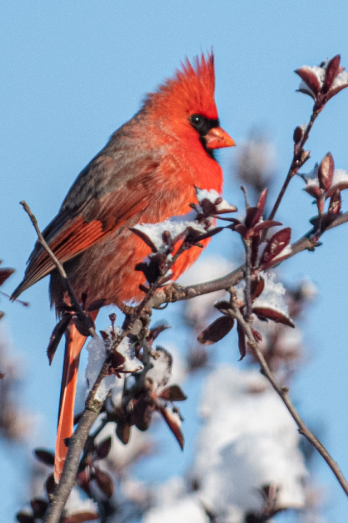 Male Cardinal in Snow