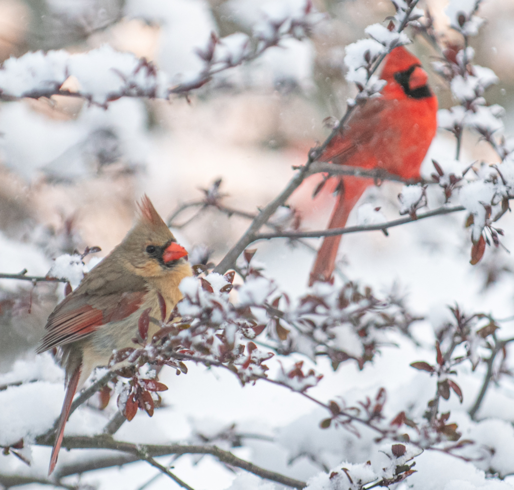 Cardinal Couple