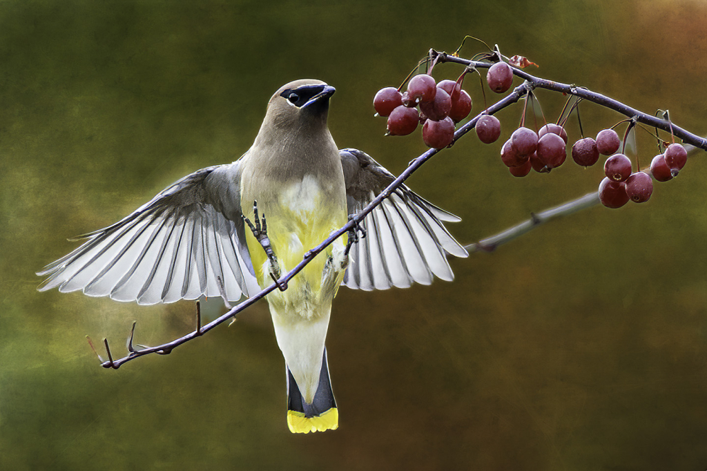 Waxwing Lighting on a Branch