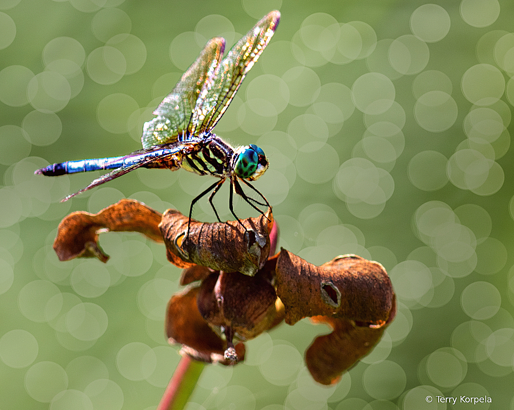 Dragonfly