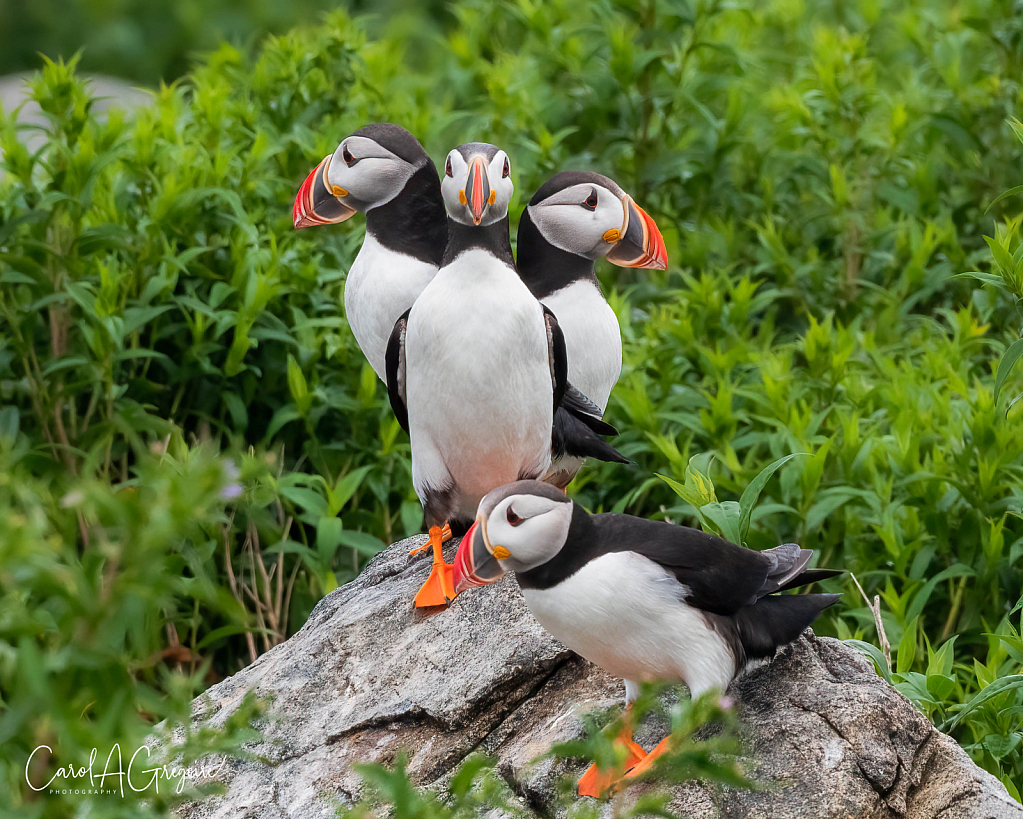 Puffin Gang
