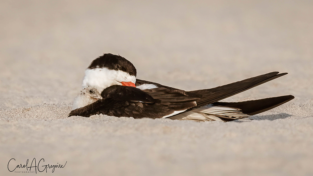 Mama and Baby Skimmer