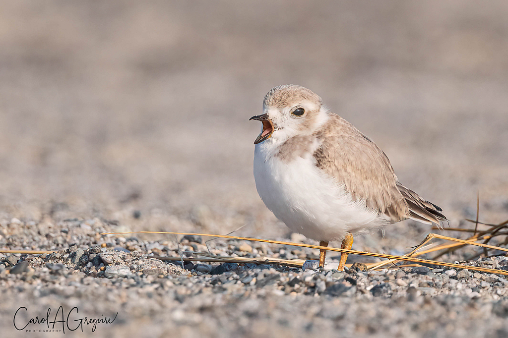 Singing on the Sand