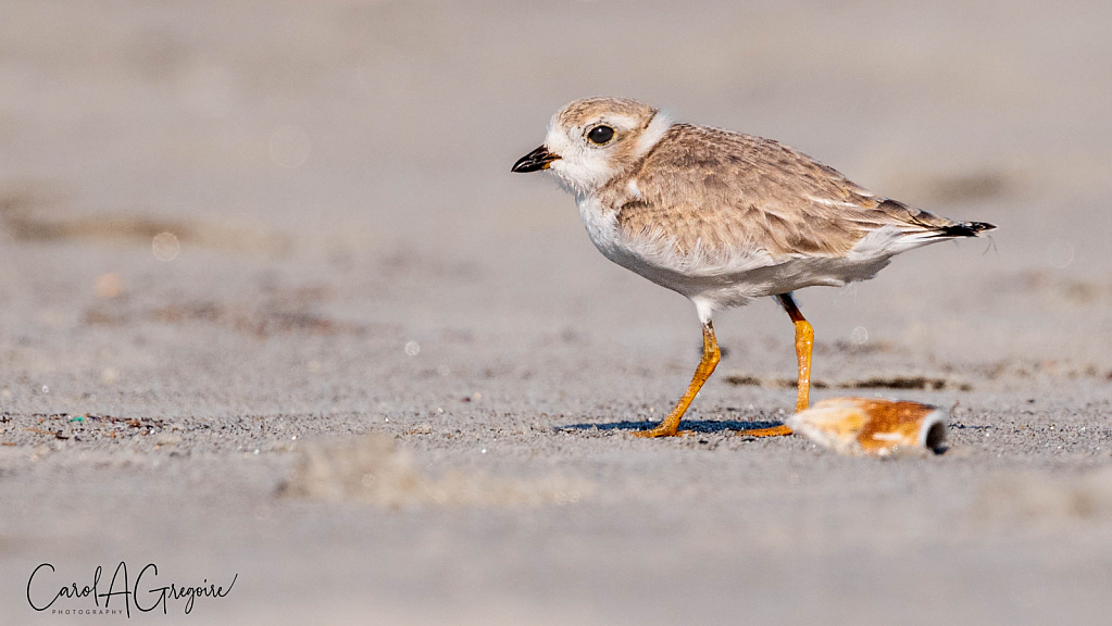 Piping Plover Chick Exploring