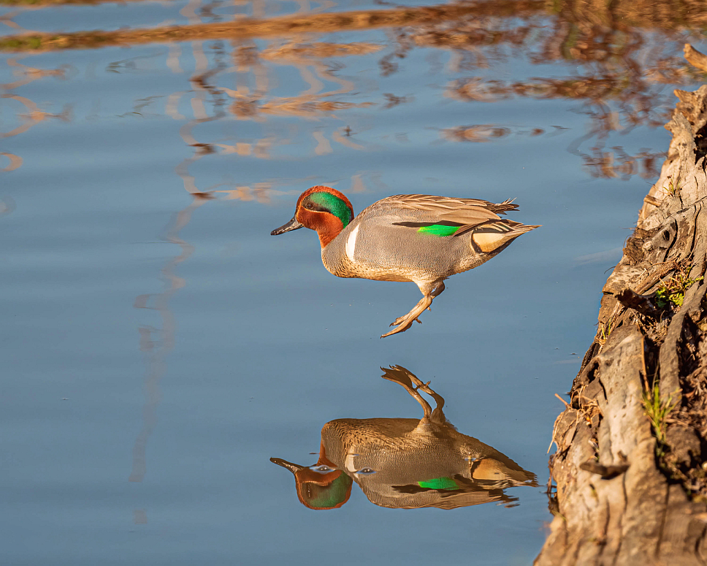 Green-winged Teal Reflection