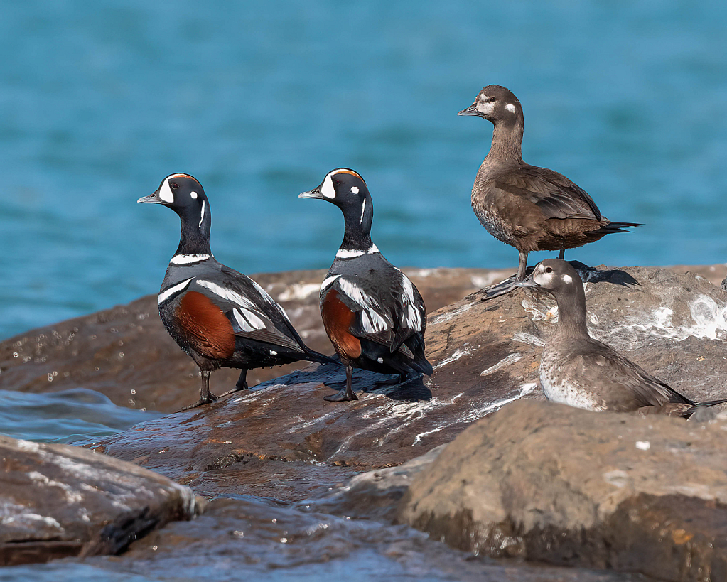 Harlequin Duck Couples