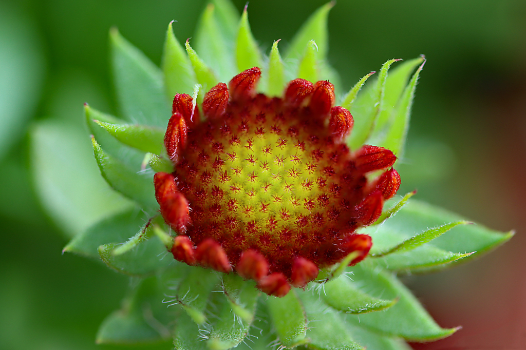 Baby Blanket Flower