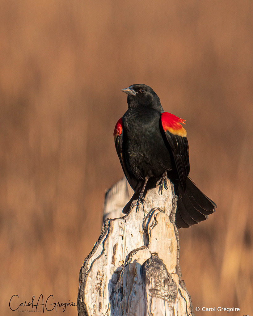 Regal Red-winged Blackbird