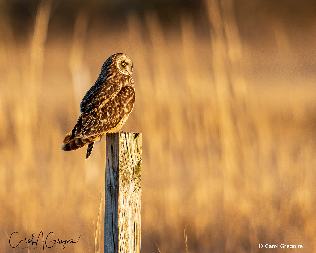 Owl on a Post