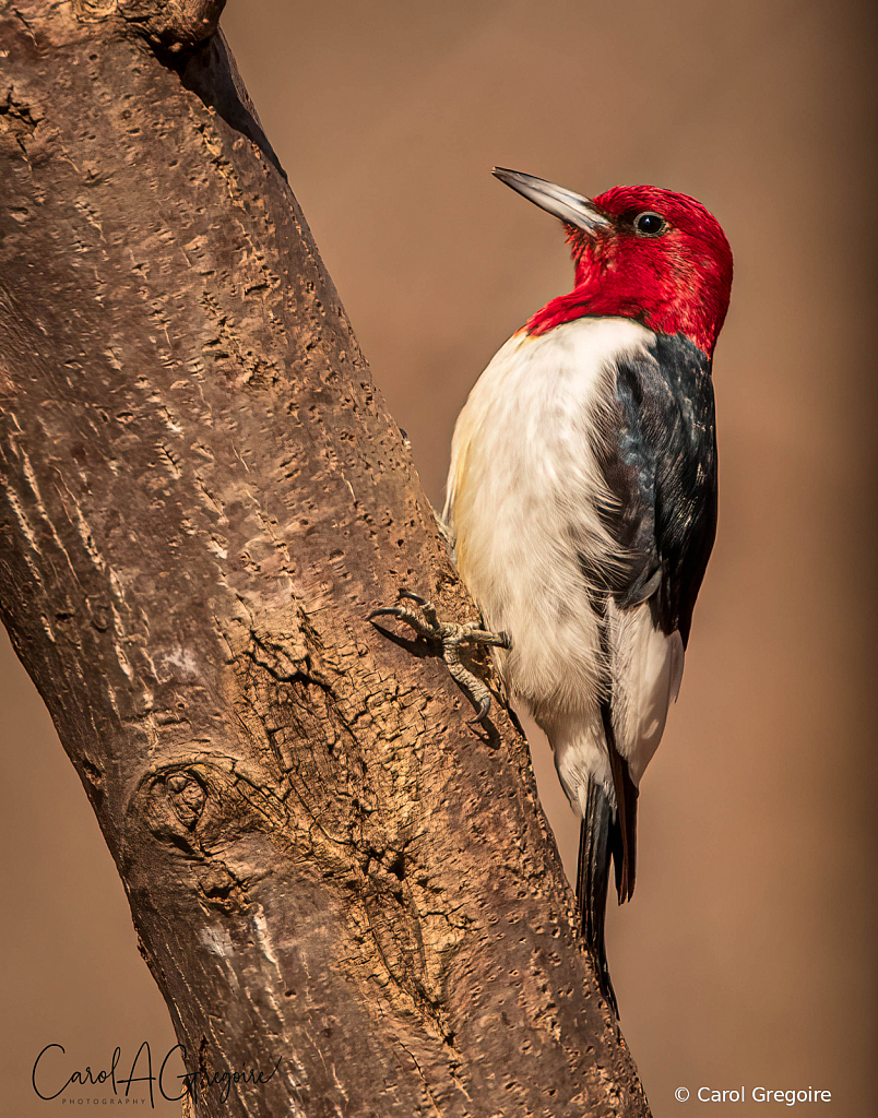 Regal Red-headed Woodpecker