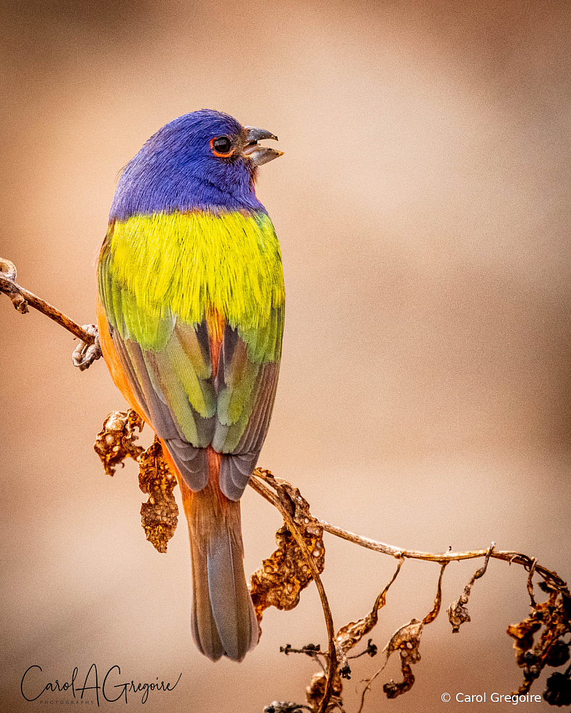 Painted Bunting Profile