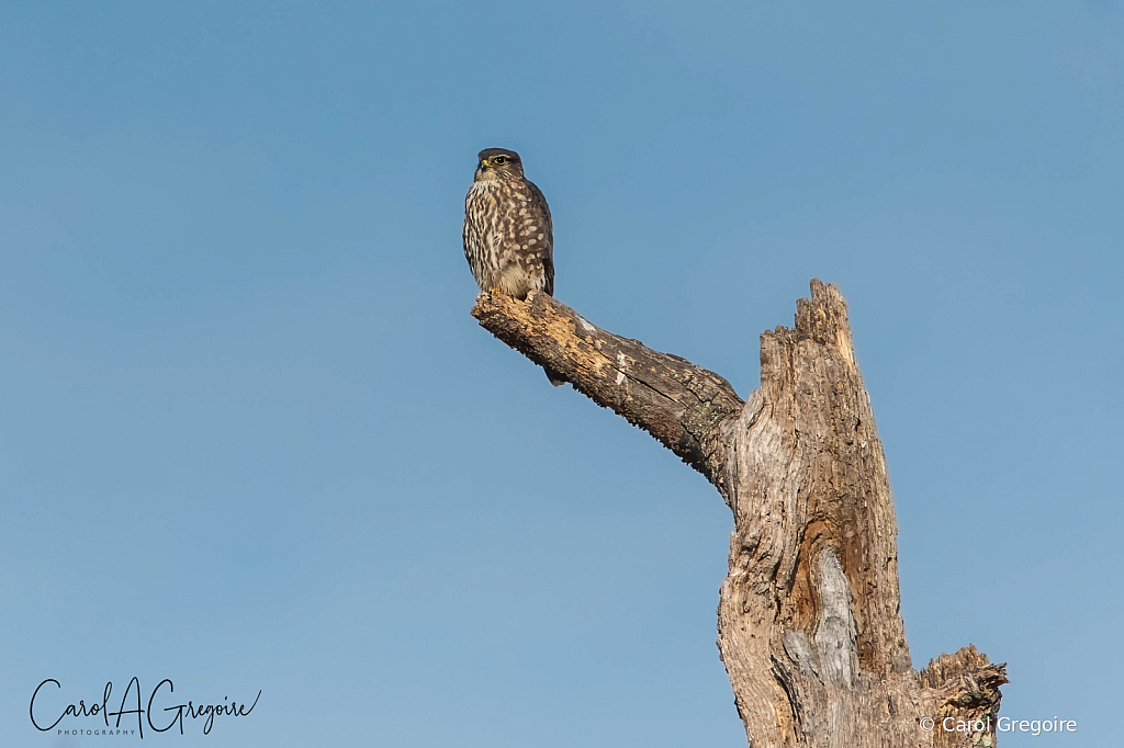 Falcon on Watch