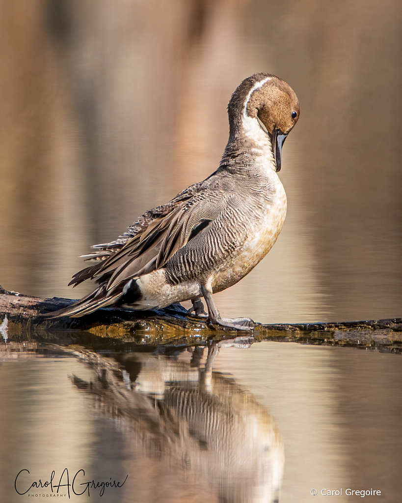 Pintail Reflections