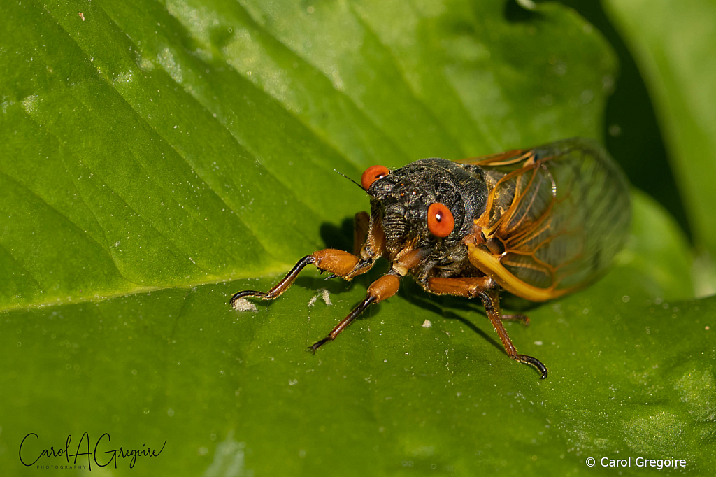 Cicada...