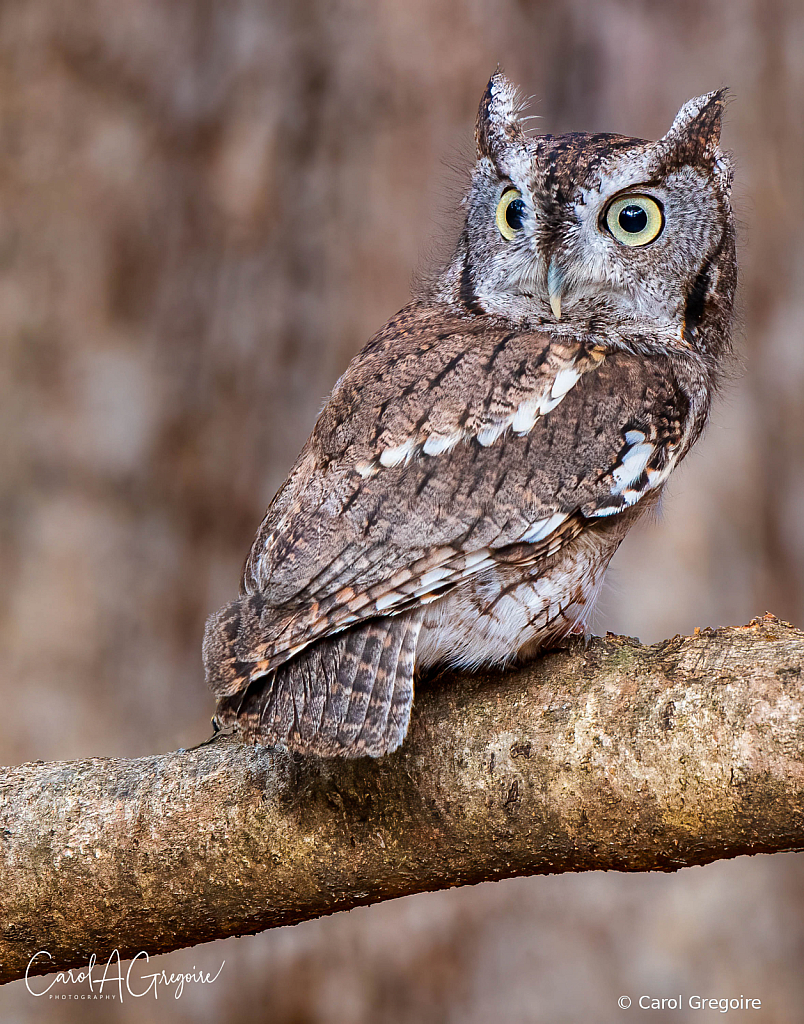 Screech!