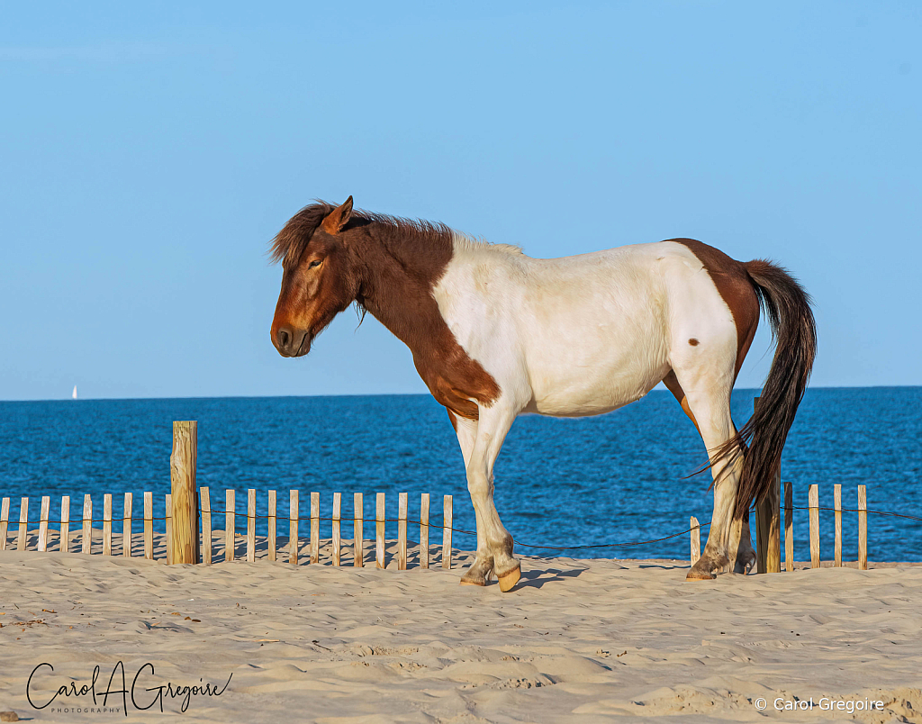 Beach Pony