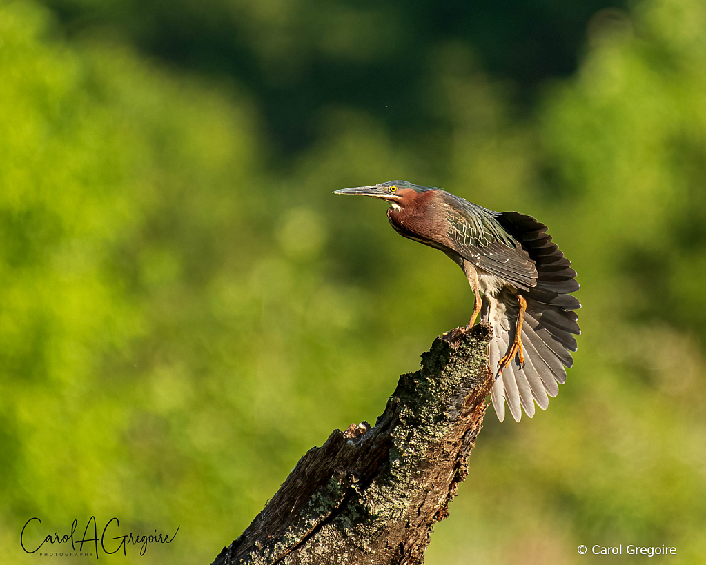 Green Heron on a Snag