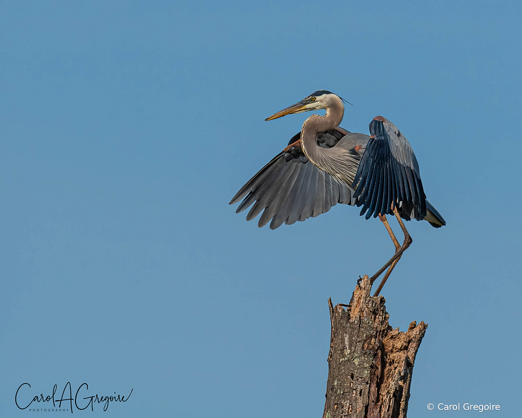 Heron on a Snag