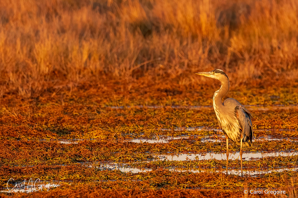 Golden Hour