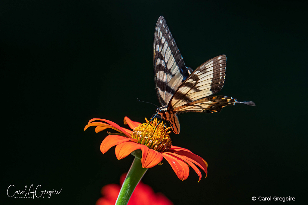 Butterfly on a Flower