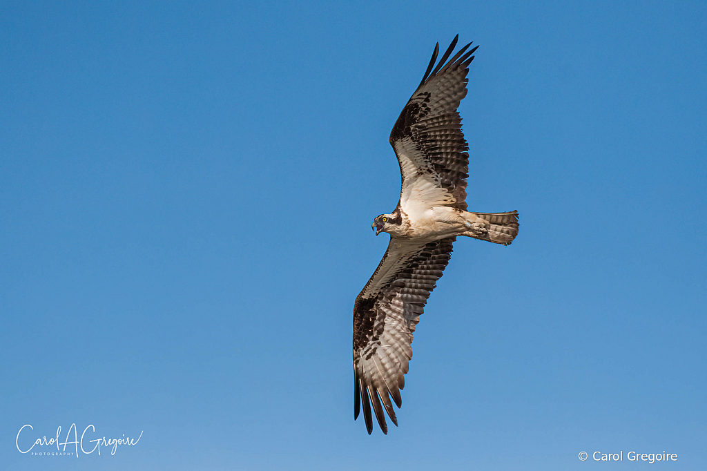 Osprey in Flight